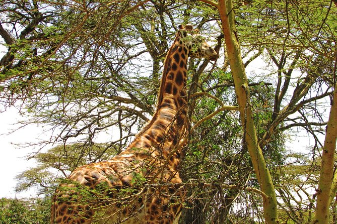 Lake Nakuru Day Trip Safari – & Optional Lake Naivasha Boat - Baboon Cliff offers Nakuru from above
