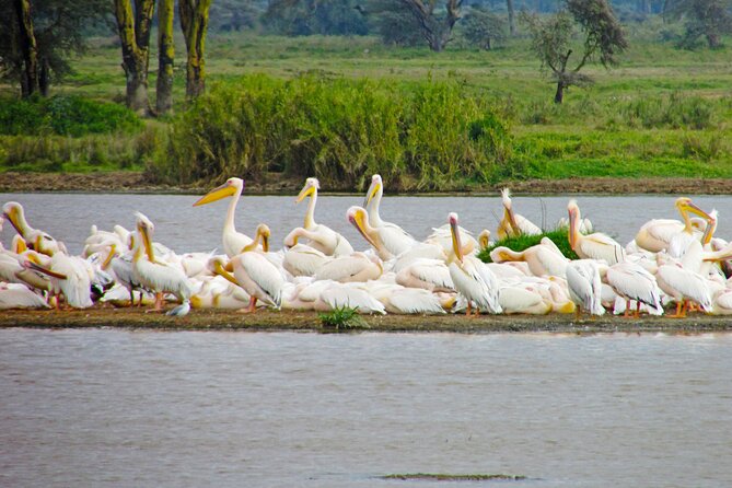 Lake Nakuru Day Trip Safari – & Optional Lake Naivasha Boat - Lake Naivasha adds water, birds, and hippos