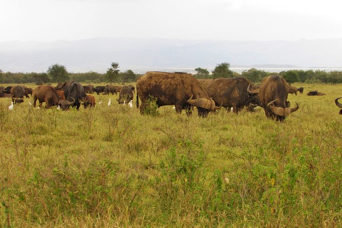 Lake Nakuru Day Trip Safari – & Optional Lake Naivasha Boat - What the $180 price really covers