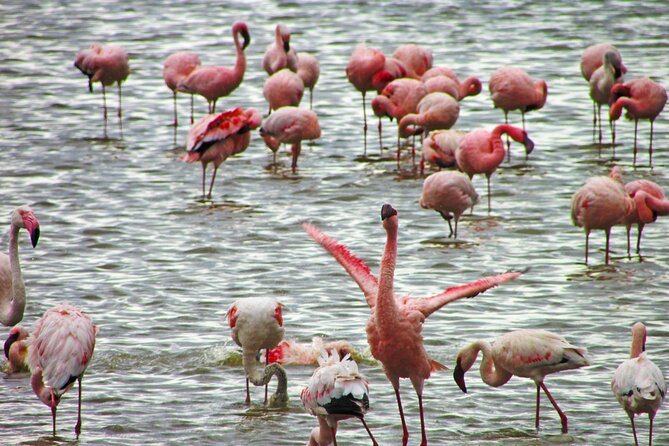 Lake Nakuru Day Trip Safari – & Optional Lake Naivasha Boat - Who will enjoy this day most