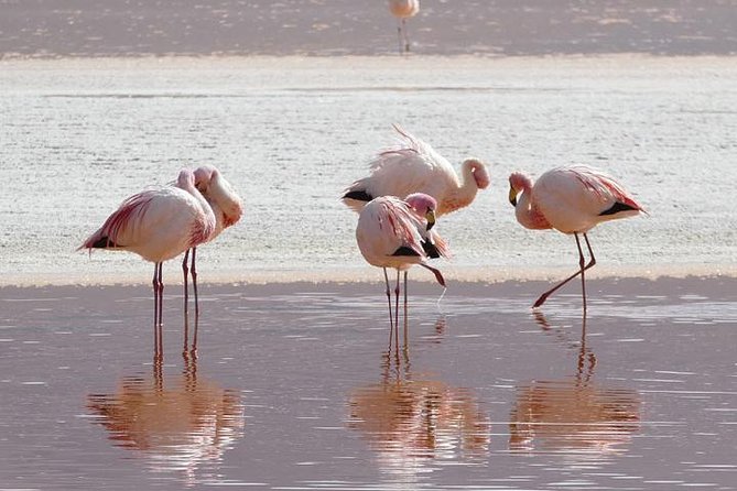 Lake Nakuru, Naivasha & Masai Mara 4 Days Private Jeep Safari - Meals, lodging, and the real value of $2,900