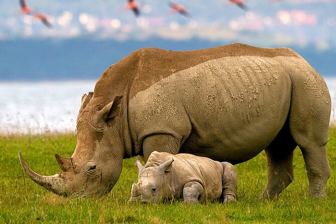 Lake Nakuru National Park & Boat Ride at Lake Naivasha Day Tour From Nairobi - Why this Nairobi day trip works
