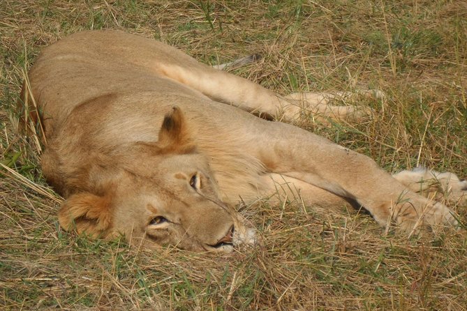 Lake Nakuru National Park Day Tour Via Lake Naivasha - From wildlife viewing to Lake Naivasha