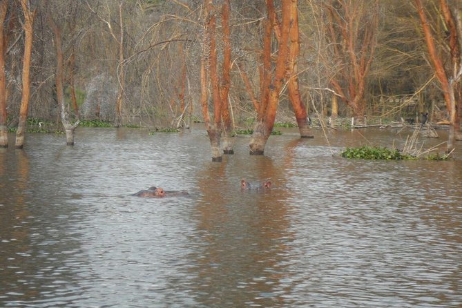 Lake Nakuru National Park Day Tour Via Lake Naivasha - How much driving should you expect?