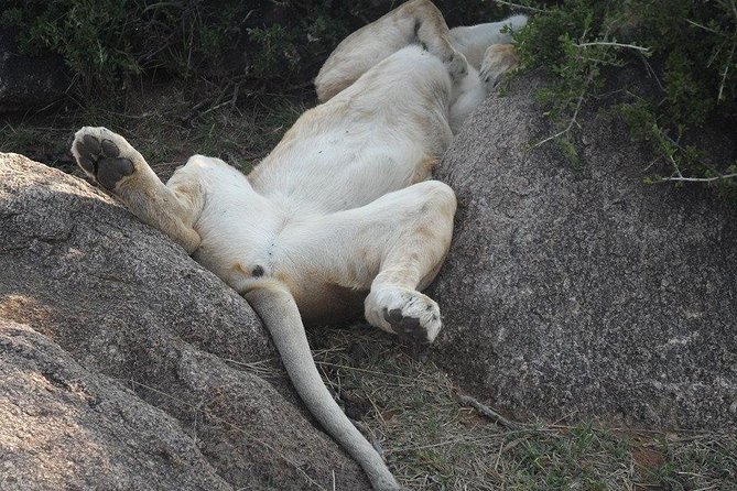 Lake Nakuru National Park Day Tour Via Lake Naivasha - The Great Rift Valley viewpoint