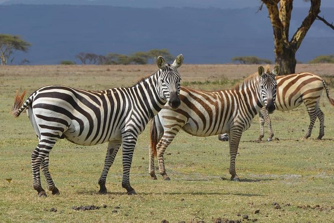 Lake Nakuru National Park: Day Trip from Nairobi - What the guide adds to the day