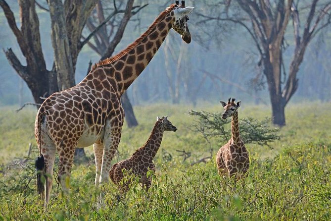 Lake Nakuru National Park: Day Trip from Nairobi - Price, extra costs, and overall value