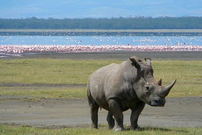 Lake Nakuru National Park: Day Trip from Nairobi - Practical details that affect your decision