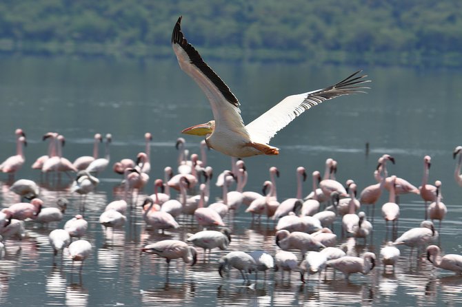 Lake Nakuru National Park daytrip - Six hours among Lake Nakuru wildlife