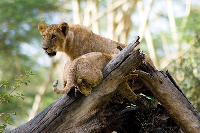 Lake Nakuru National Park daytrip - Tips for getting more from the day