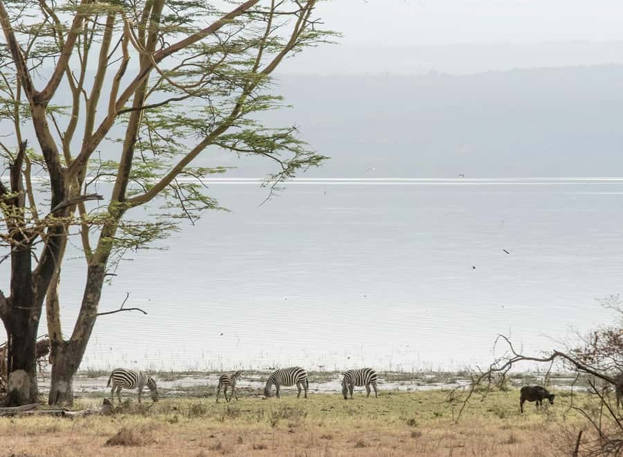 Lake Nakuru National Park: Daytrip in a 4X4 Private Jeep - Key points to know before you book