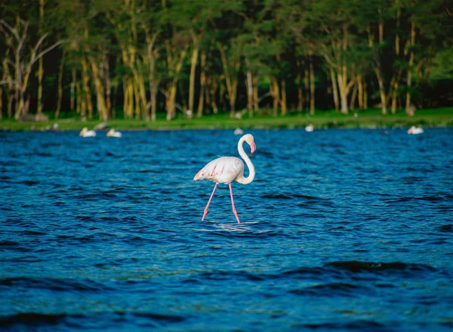 Lake Nakuru National Park: Daytrip in a 4X4 Private Jeep - Leaving Nairobi at 6:00 am