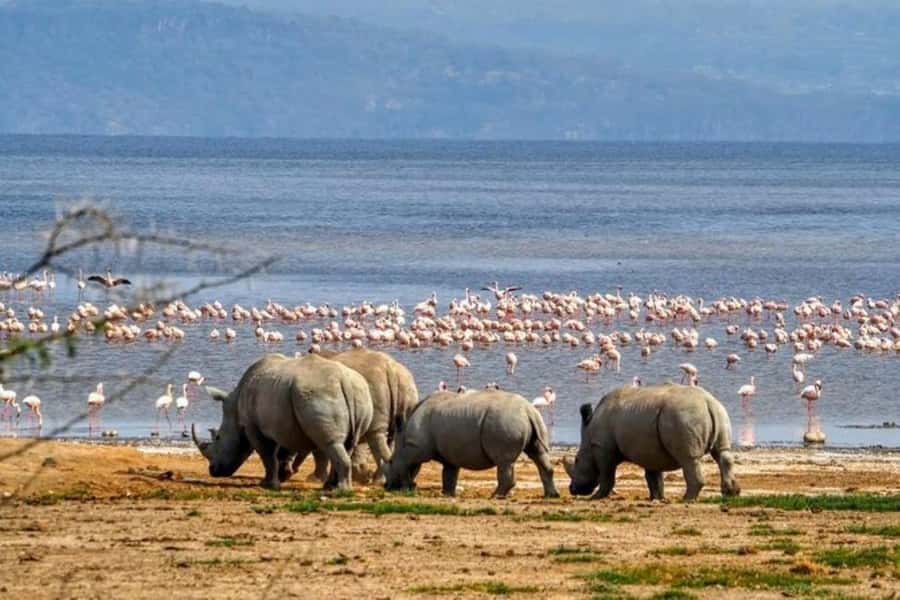 Lakes Nakuru& Naivasha National Park Wildlife Highlights - Key points to know before booking