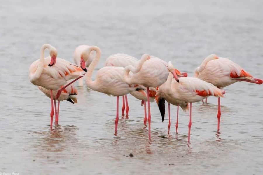 Lakes Nakuru& Naivasha National Park Wildlife Highlights - Should you book the Lake Nakuru and Naivasha combination?
