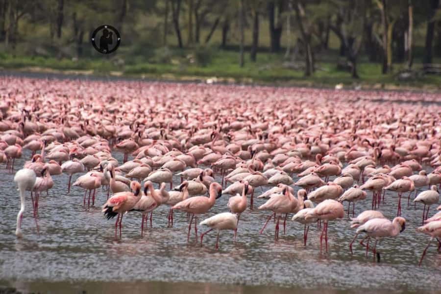 Lakes Nakuru& Naivasha National Park Wildlife Highlights - FAQ
