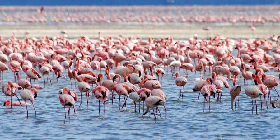 Lakes Nakuru& Naivasha National Park Wildlife Highlights - Lake Nakuru, flamingos, and rhino country