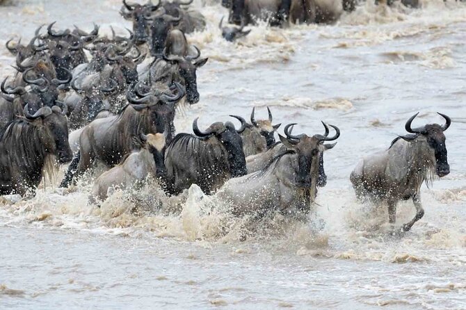 Maasai Mara 3 Day Guided Tour - What the first afternoon gives you