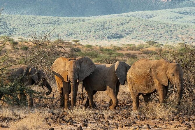 Maasai Mara 3 Day Guided Tour - What the $768 price really covers