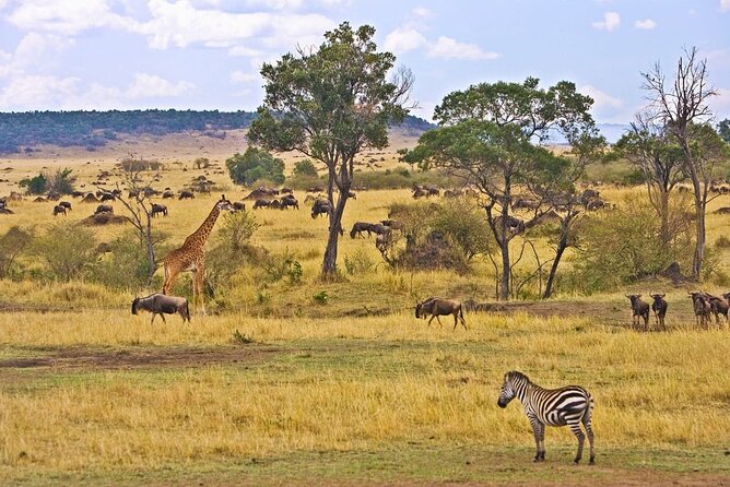 Maasai Mara 3 Day Guided Tour - Meals, WiFi, and the small comforts