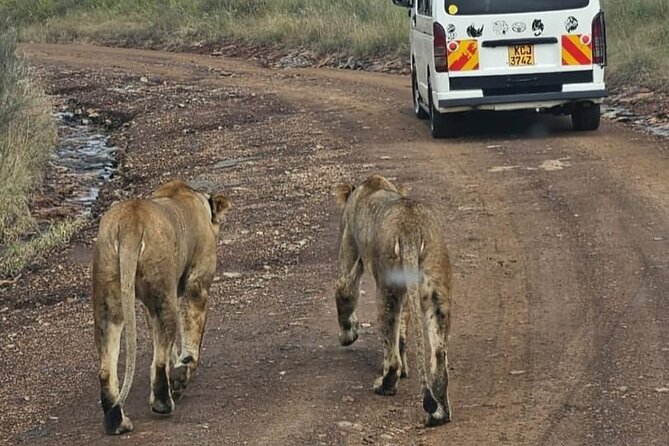 Maasai Mara Day Trip - What you might see on the game drive