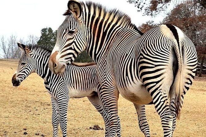 Maasai Mara Day Trip From Nairobi - What the game drive is really like