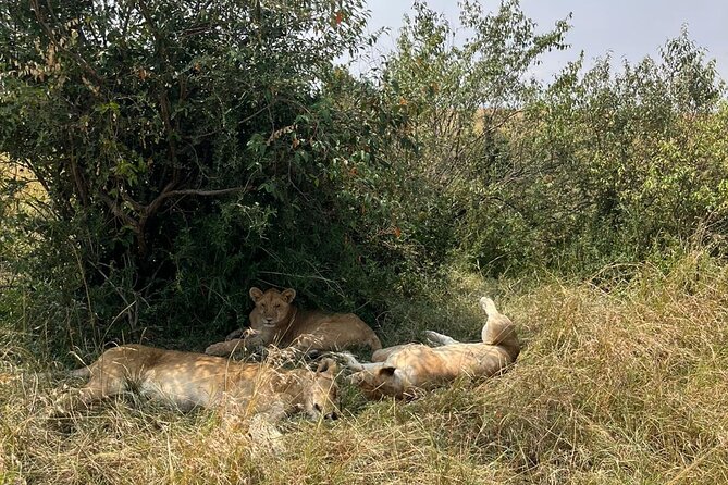 Maasai Mara Day Trip From Nairobi - Who should book this Maasai Mara day trip?