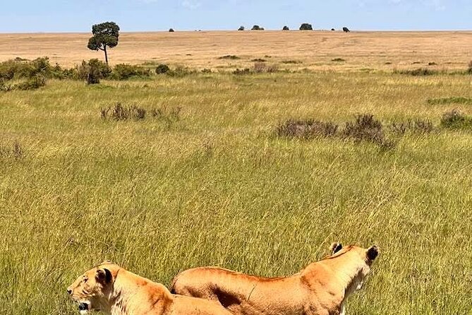 Maasai Mara Day Trip From Nairobi - Booking details worth checking before you go