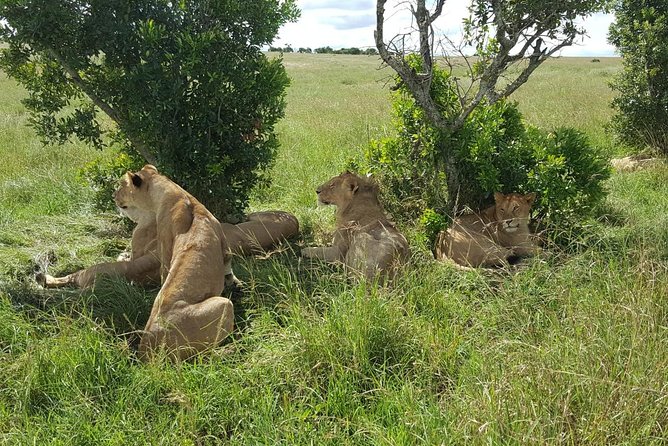 Maasai Mara Game Reserve - Why three days works for the Maasai Mara
