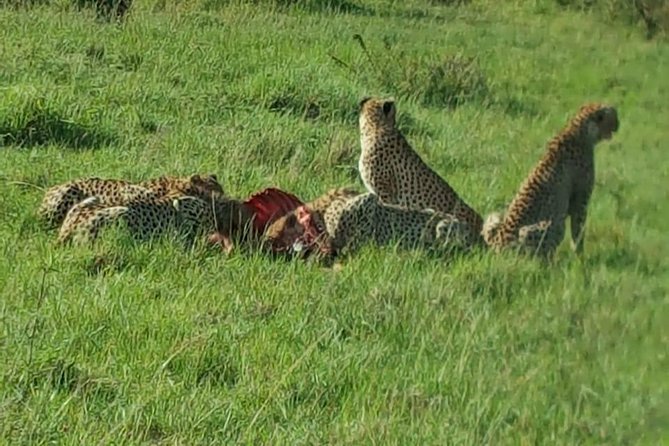 Maasai Mara Game Reserve - Day three: an optional early drive and the road back