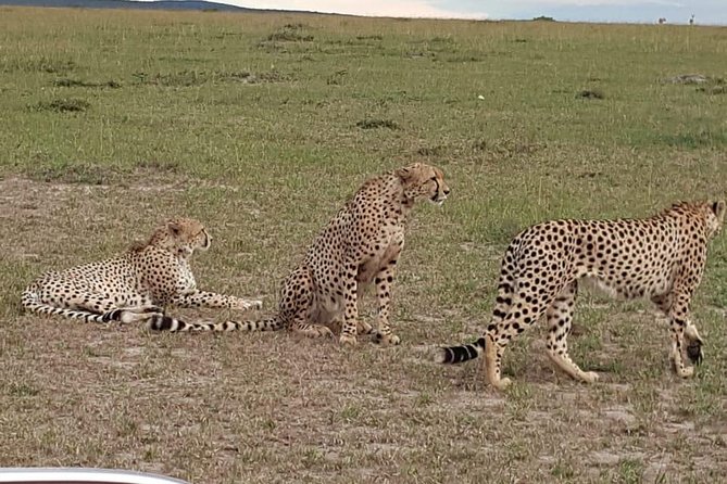 Maasai Mara Game Reserve - Meals, lodging, and what is included