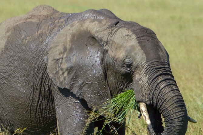 Maasai Mara National Reserve 3-day safari - Key points to know before booking