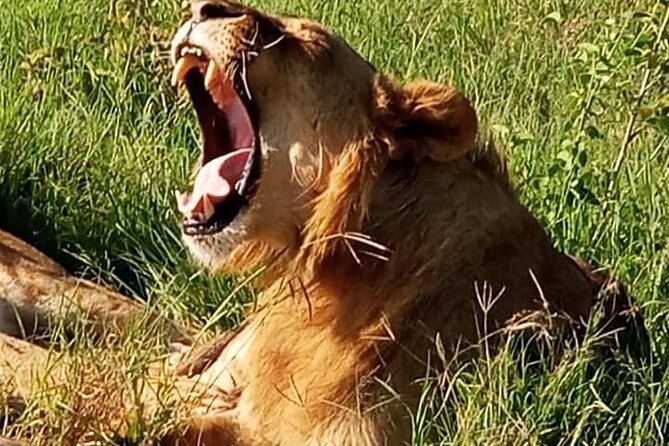 Maasai Mara National Reserve 3-day safari - What the guides may add to the experience