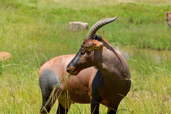 Maasai Mara National Reserve 3-day safari - What $800 includes, and what it leaves out