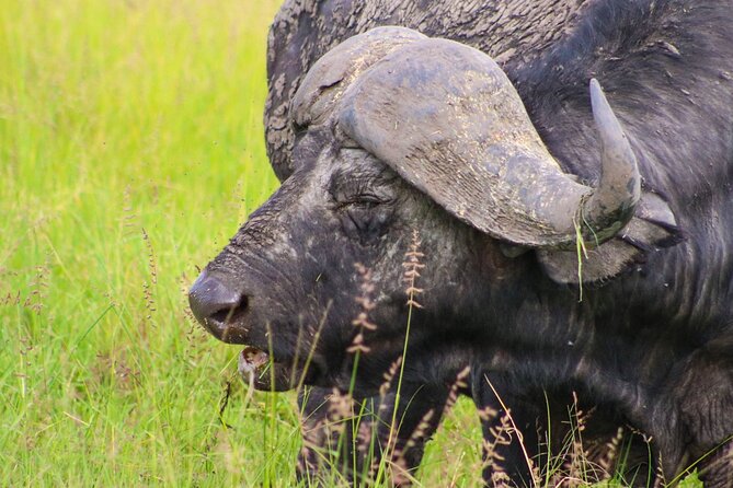 Maasai Mara National Reserve 3-day safari - Who will get the most from this safari