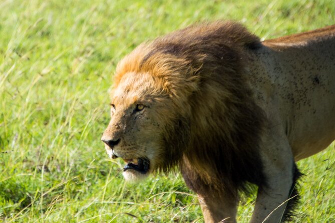 Maasai Mara National Reserve 3-day safari - The full eight-hour wildlife day