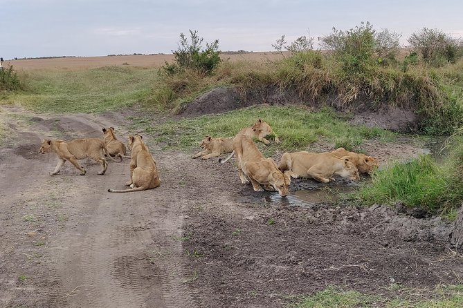 Maasai Mara Safari!! - The first afternoon game drive at 4:30 p.m.