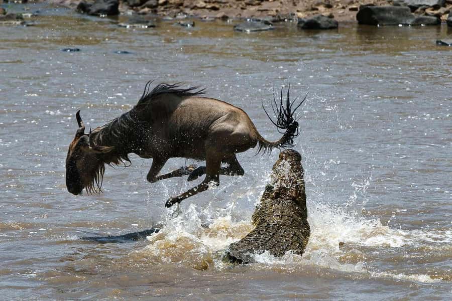 Masai Mara: 3-Day Group Joining Safari by Land Cruiser - Why this three-day Mara trip works