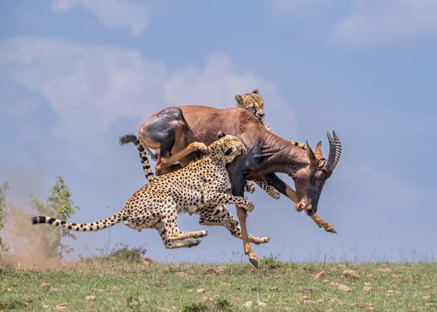 Masai Mara: 3-Day Group Joining Safari by Land Cruiser - Group travel and the Land Cruiser
