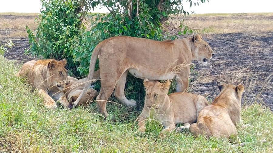 Masai Mara: 3-Day Group Joining Safari by Land Cruiser - Day one: Nairobi, the Rift Valley, and the first Mara drive