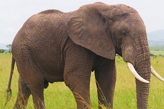 Masai Mara 3 Day Safari | Private 4WD Jeep Tour - Meeting Maasai people and understanding the cultural element