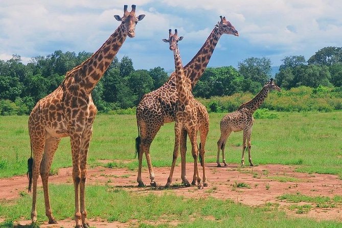 Masai Mara 3 Day Safari | Private 4WD Jeep Tour - Returning to Nairobi via Longonot