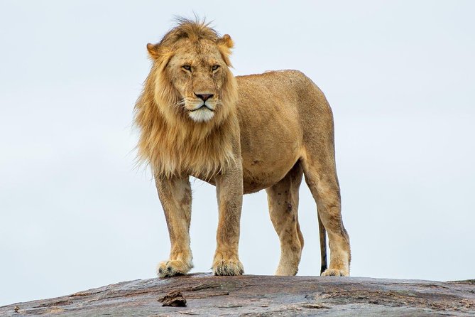 Masai Mara 3 Day Safari | Private 4WD Jeep Tour - What the private vehicle changes