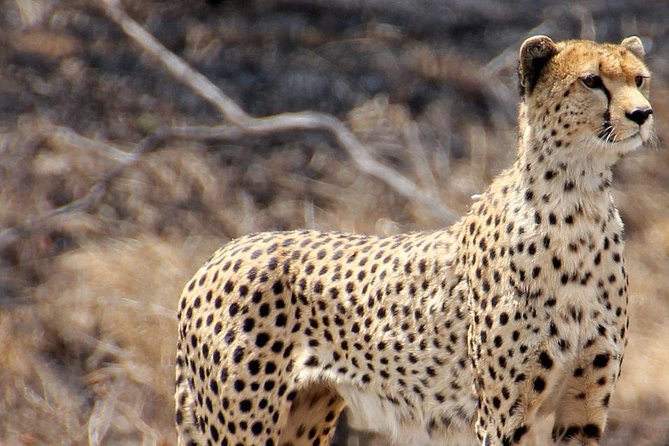 Masai Mara 3 Days Luxury Tented Safari - Day 3: breakfast and the long return to Nairobi