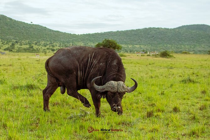 Masai Mara 3 Days Tour Safari Private 4WD Landcruiser - Why a private Maasai Mara safari matters