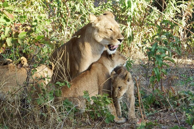 Masai Mara 3Days Safari Adventure - Why three days in Maasai Mara works