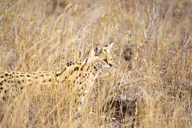 Masai Mara 3Days Safari Adventure - Day two: a full day around the Mara River