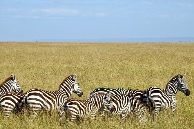 Masai Mara 3Days Safari Adventure - What makes the wildlife time worthwhile