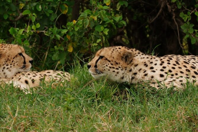 Masai Mara 3Days Safari Adventure - Day three: returning to Nairobi with choices