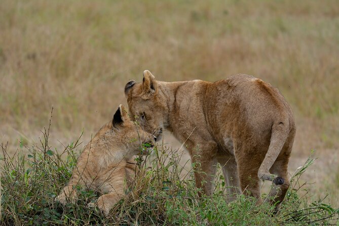 Masai Mara 3Days Safari Adventure - Is $665 a fair price?