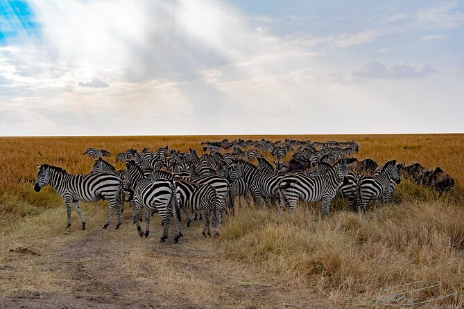 Masai Mara 3Days Safari Adventure - Who should book this safari?